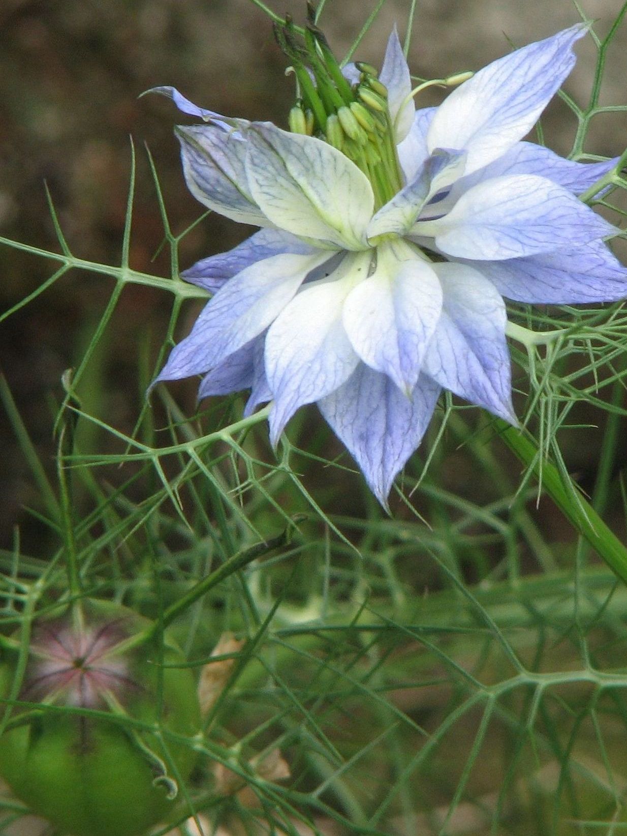 Nigella damascena / Damigella scapigliata